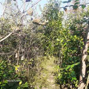 فروش زمین سند دار در جیرکویه خشکبیجار 200 متری 