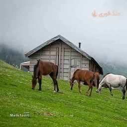 ییلاق دشت النزه شاندرمن، طبیعت بکر گیلان