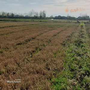 یک زمین زراعی به وسعت 1000 متر مربع در منطقه‌ ای به نام رودپشت خشکبیجار به فروش می رسد. این زمین بدون قناصی است که یکی از مزایای عالی به شمار می رود.